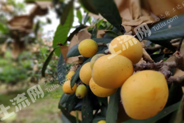 台州路桥区 30亩 果园 经营权转让