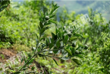 台州临海市 260亩 旱地 经营权转让