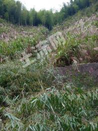 衢州江山市 15亩 其它耕地 经营权合作