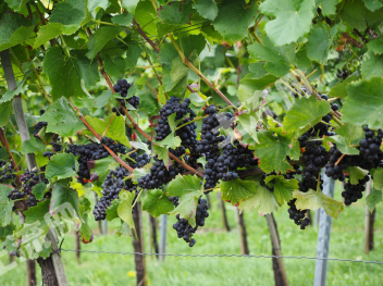 台州黄岩区 6亩 果园 经营权转让