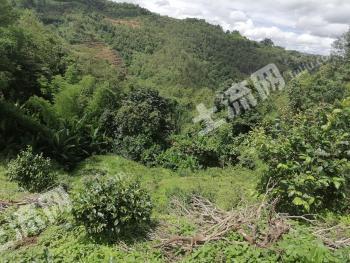 普洱市澜沧拉祜族自治县 80亩荒地 经营权转让