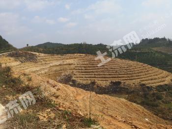 怀化洪江市 29.49亩 果园 经营权转让