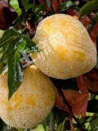 郴州汝城县 56.1亩 其它园地 经营权转让