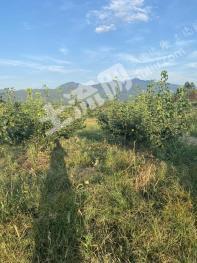 永州东安县 127.21亩 其它林地 经营权转让