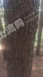 本溪溪湖区 150亩 有林地 转让