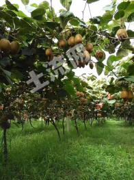 西安周至县 7.83亩 果园 经营权出租