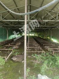 信阳商城县 50亩 设施农用地 经营权转让/出租