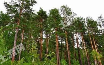 延边图们市 63亩 其它林地 经营权转让