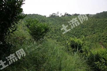 贺州昭平县 77.29亩 果园（种养结合） 经营权转包