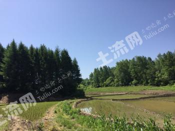 吉林蛟河市 258亩 乔木林地 经营权转让