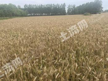 信阳息县 1000亩 水浇地 经营权出租