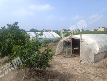 嘉兴秀洲区 14亩 果园 经营权转包