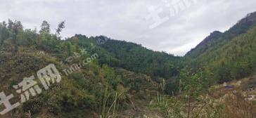 黔南三都水族自治县 667亩 乔木林地 经营权转让