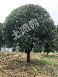 桂林兴安县1500亩 其它林地 经营权转让