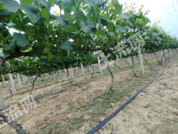 安徽滁州明光市 16.48亩 果园 经营权转让