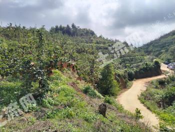 钦州灵山县 27.03亩 果园 经营权转包