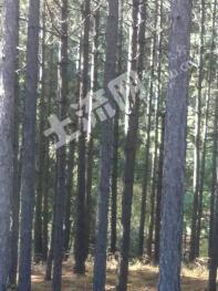 大理云龙县 60000亩 灌木林地 经营权转让