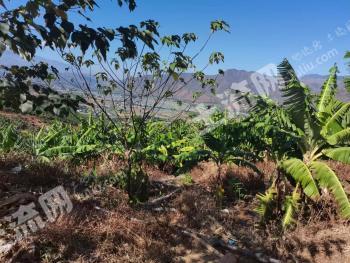 玉溪新平彝族傣族自治县 97亩 其它林地 经营权出租