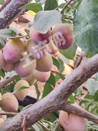 伊犁察布查尔锡伯自治县 268亩 果园 经营权转让