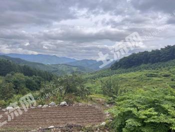 本溪本溪满族自治县 320亩 其它林地 经营权转让