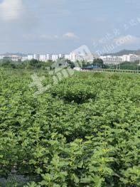 韶关浈江区80亩果园经营权出租