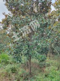 安徽芜湖繁昌县 280亩 乔木林地 经营权转让