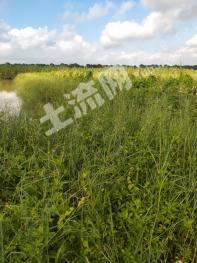 珠海金湾区 5亩 旱地 经营权出租