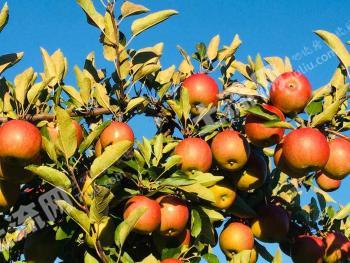 菏泽巨野县 30亩 果园 经营权合作