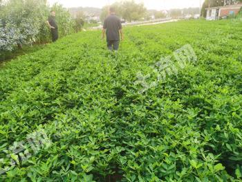 烟台牟平区4.04亩水浇地经营权出租