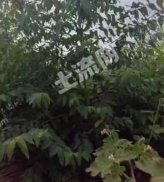 文山富宁县 260亩 乔木林地 经营权转让