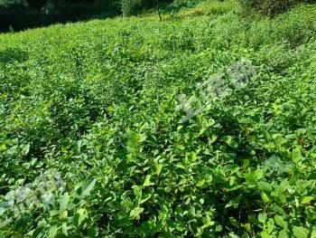 宜春上高县 145亩 旱地 经营权出租