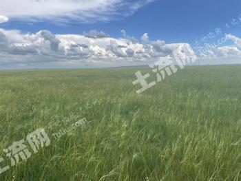 锡林郭勒盟东乌珠穆沁旗 4001.45亩 天然牧草地 经营权出租