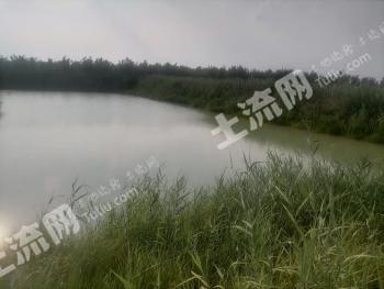 菏泽牡丹区 60亩 坑塘水面 经营权出租