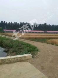 南阳社旗县 15亩 农场 使用权出租