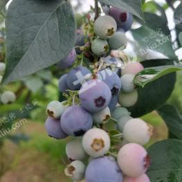 杭州富阳区110.52亩果园经营权出租