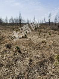 吉林永吉县 20.63亩 红树林地 经营权出租