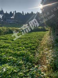 南充仪陇县 1.29亩 水浇地 经营权出租