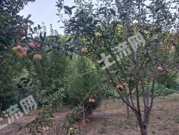 济南章丘区 40亩 水浇地 经营权转让