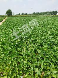 菏泽巨野县 20亩 水浇地 经营权出租