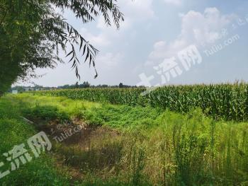 菏泽巨野县 91.92亩 水浇地 经营权出租
