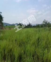 茂名信宜市 100亩 其它林地 经营权转让
