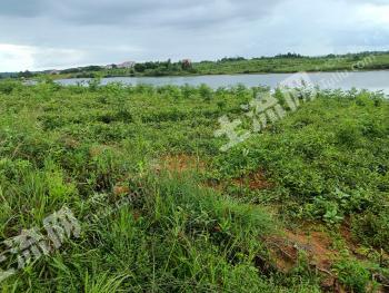 宜春上高县 650亩 旱地 经营权出租