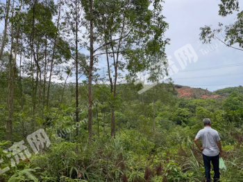 肇庆高要区 60亩 其它林地 经营权出租