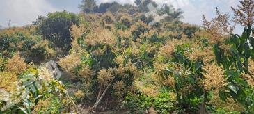 红河金平苗族瑶族傣族自治县 433.84亩 果园 经营权转让