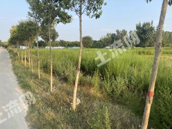 南阳卧龙区 15.34亩 荒地 使用权出租