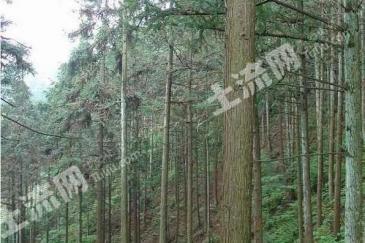 河池罗城仫佬族自治县 200亩 乔木林地 经营权出租