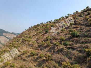 红河金平苗族瑶族傣族自治县 120亩 果园 经营权转让