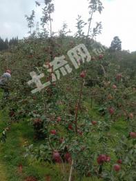 曲靖会泽县 30亩 旱地 经营权转包