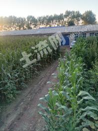 松原扶余市 3000平方米 农村宅基地 使用权出租