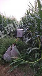 周口扶沟县 30亩 水浇地 经营权出租